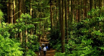 People walking through shady pine woodland.
