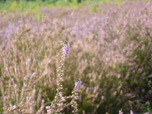 Close-up of pink-purple heather in bloom.