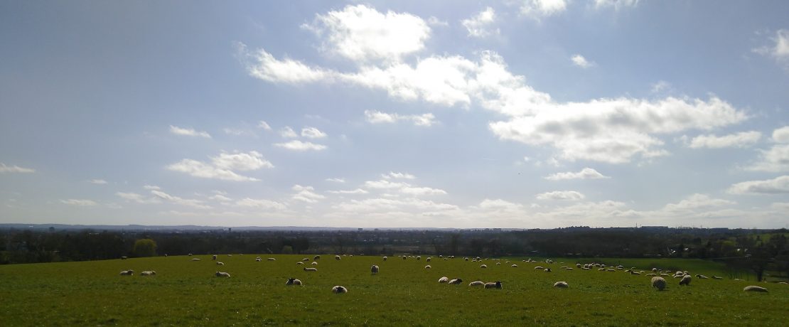 Field with sheep