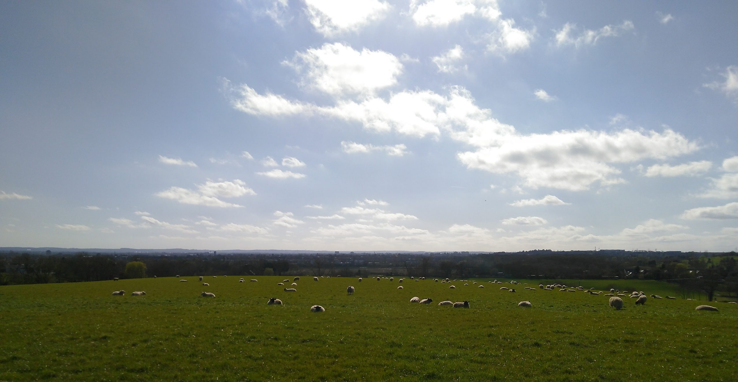 Field with sheep