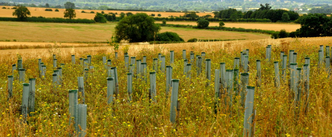 Tree planting