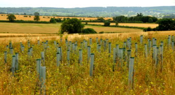 Tree planting