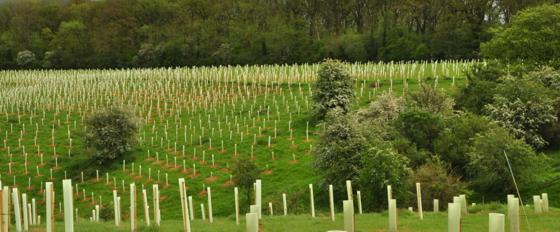 mature and new woodland