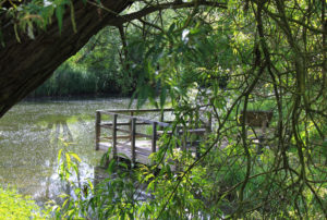 trees and water