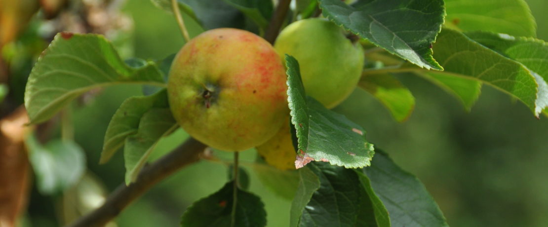 Apples on tree