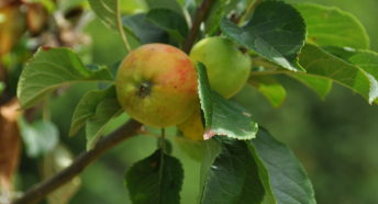 Apples on tree