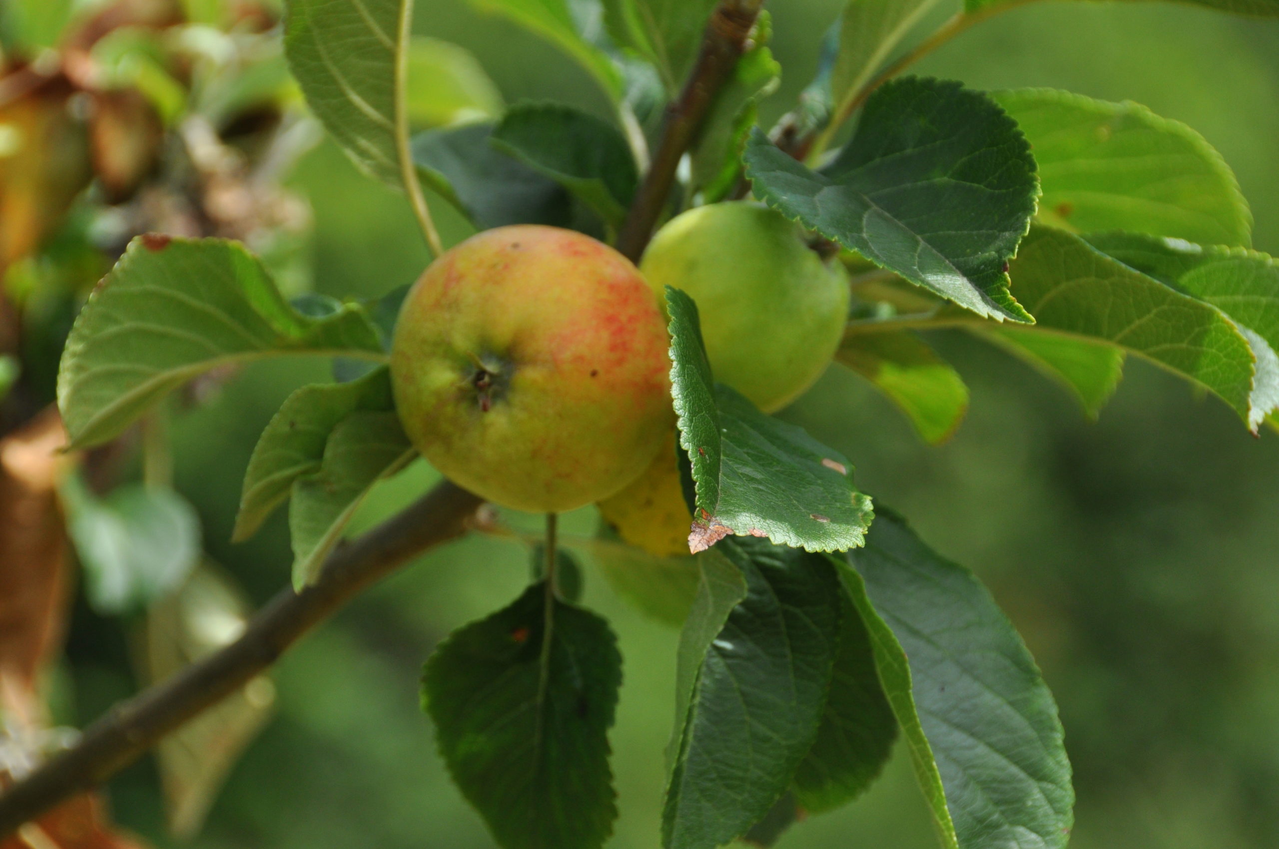 Apples on tree