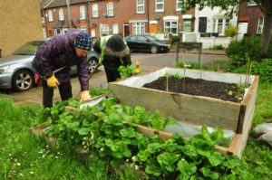 People working in a community garden