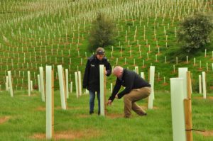 Two people checking on newly planted trees