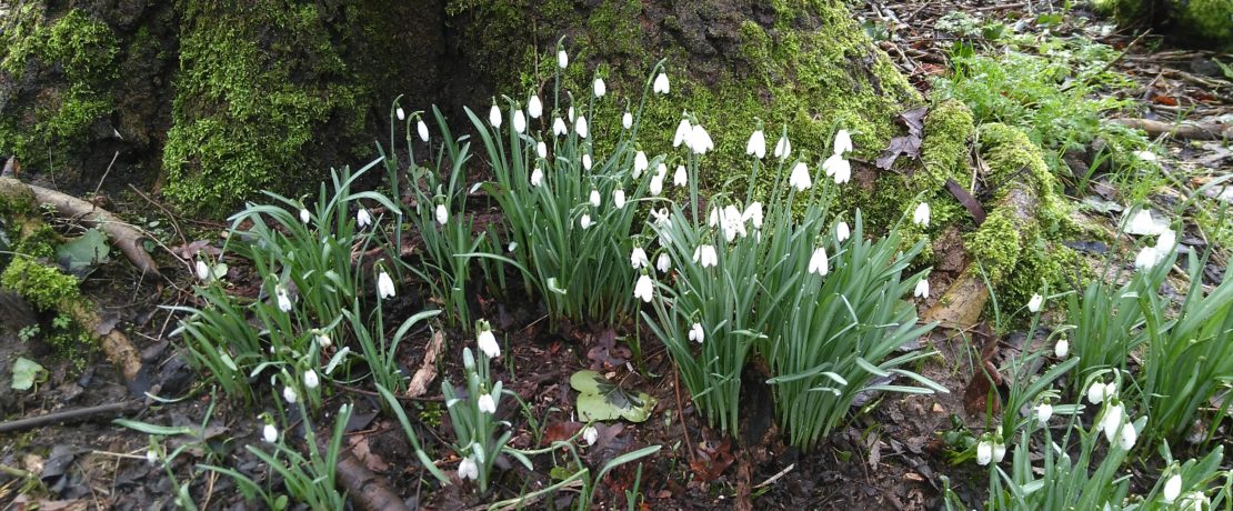 snowdrops at the base of a tree