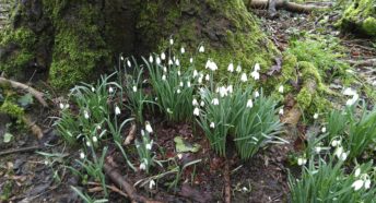 snowdrops at the base of a tree