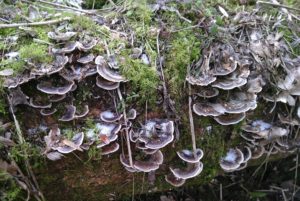 fungi