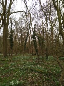 carpet of snowdrops in wood