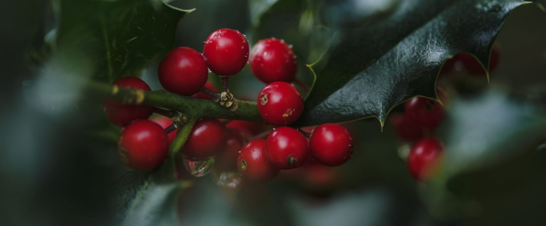 Holly leaves and berries, close up.