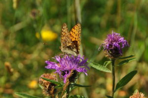 Butterfly on a flower.