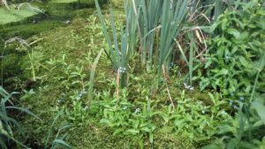 Wetland plants in water.
