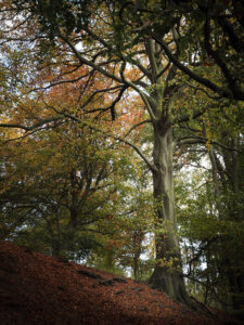 Beech wood in autumn.
