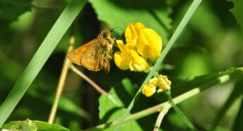 Brown butterfly on yellow flower.