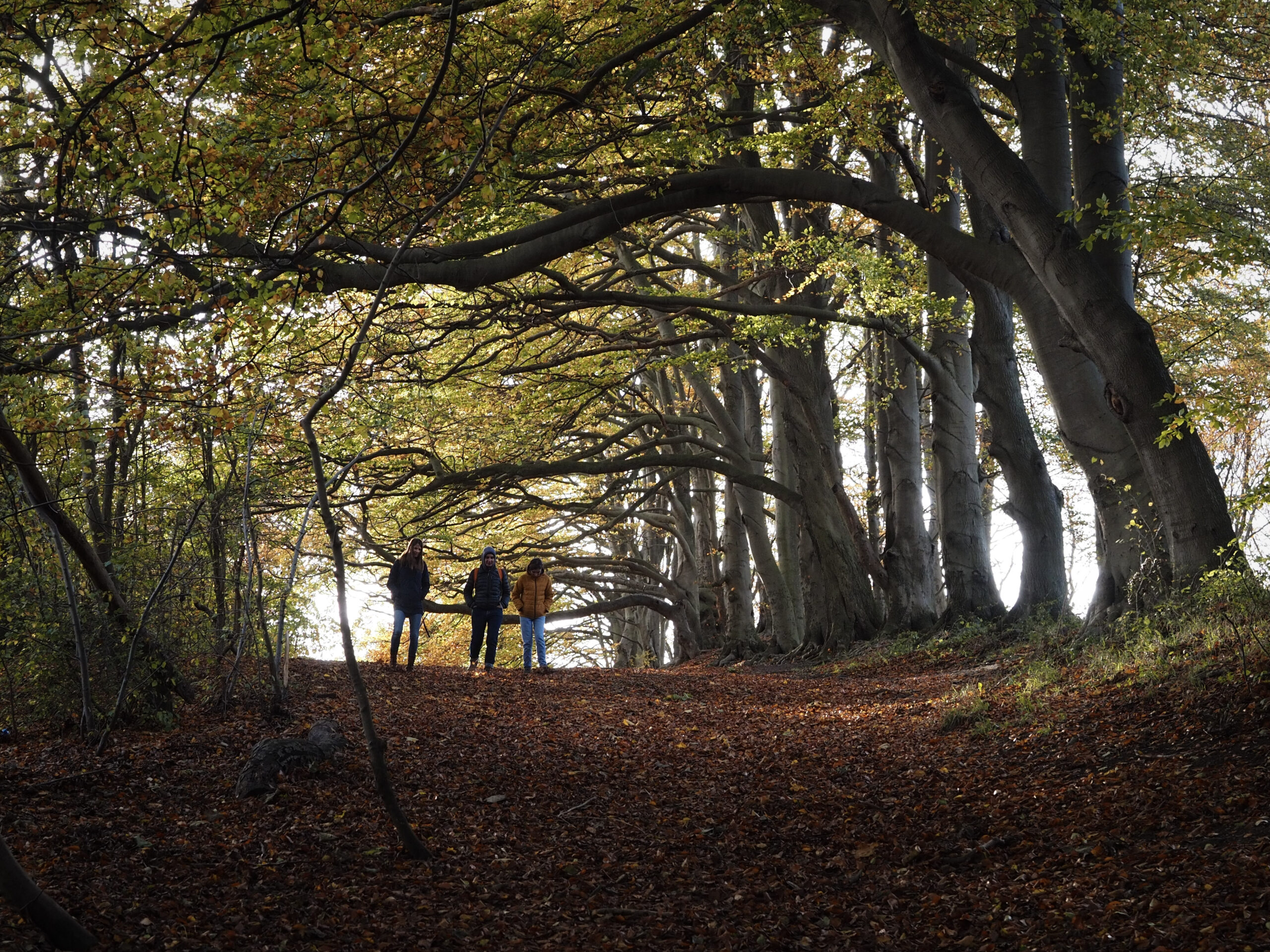A group of three people in an autumn woodland.