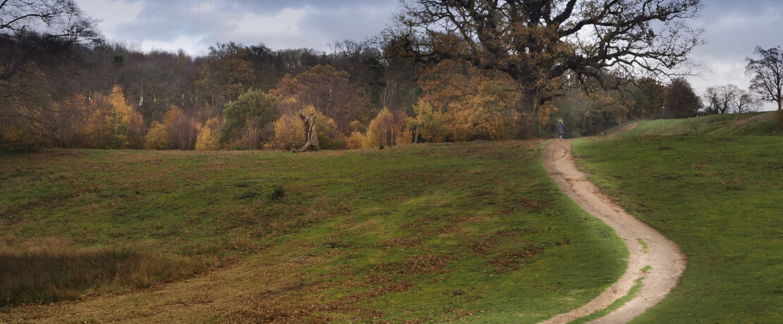 A path winds through a parkland landscape.