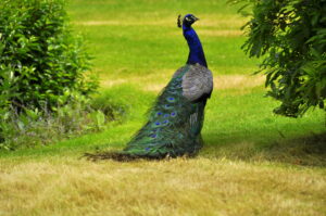 Peacock.