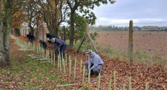 A line of newly planted tree saplings in tree guards.