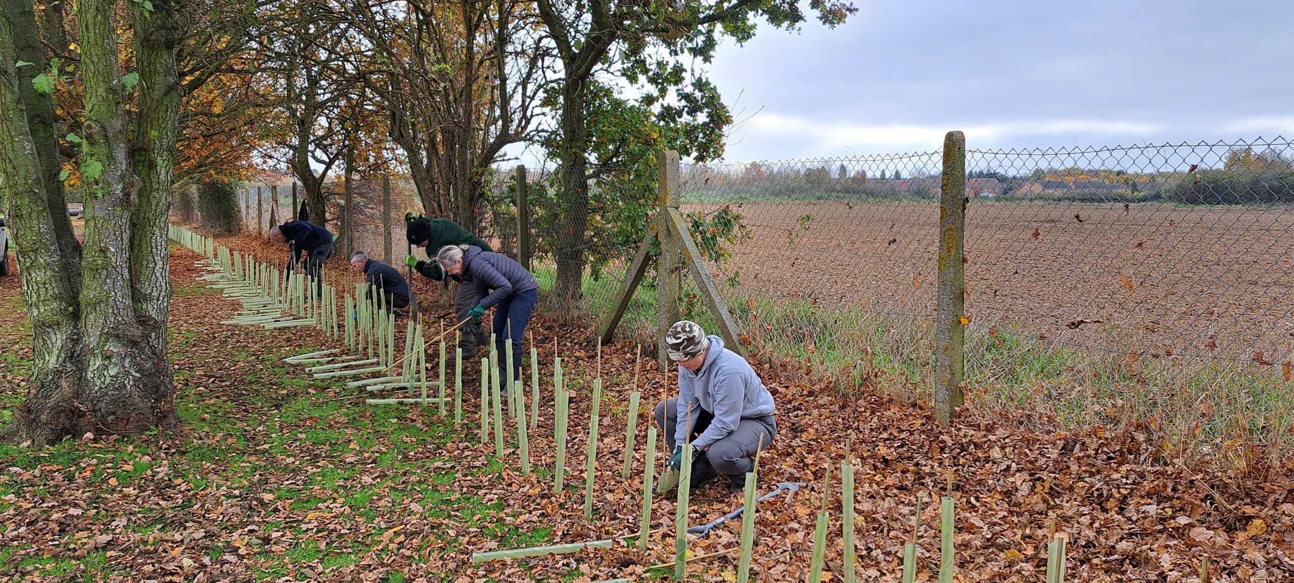 A line of newly planted tree saplings in tree guards.