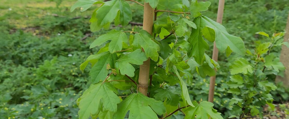 A single whip with plenty of green leaves.