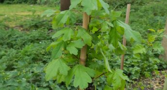 A single whip with plenty of green leaves.