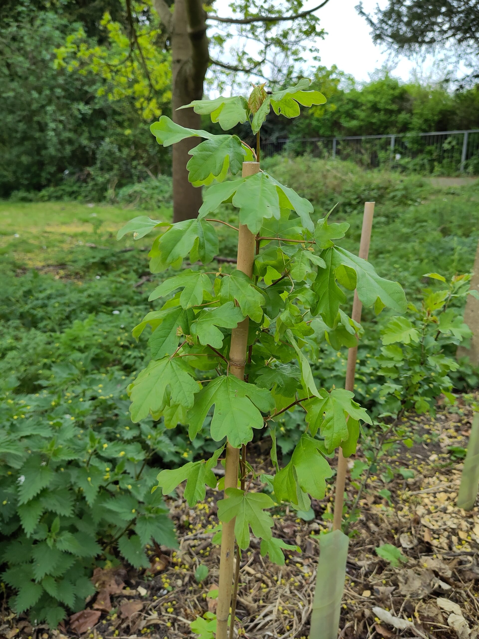 A single whip with plenty of green leaves.