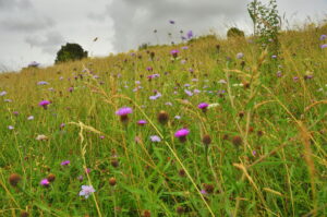 Chalk grassland with wildflowers.