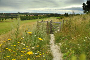 A wildflower lined chalk path leading to a wooden gate. The view opens out to open countryside and the edges of an urban scene.