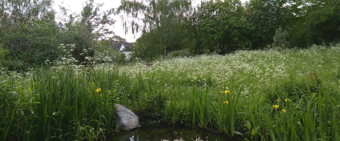 A pond with lily pads surrounded by wild grassland. In the distance you can just make out the roof of a house.