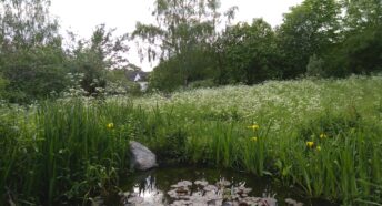 A pond with lily pads surrounded by wild grassland. In the distance you can just make out the roof of a house.