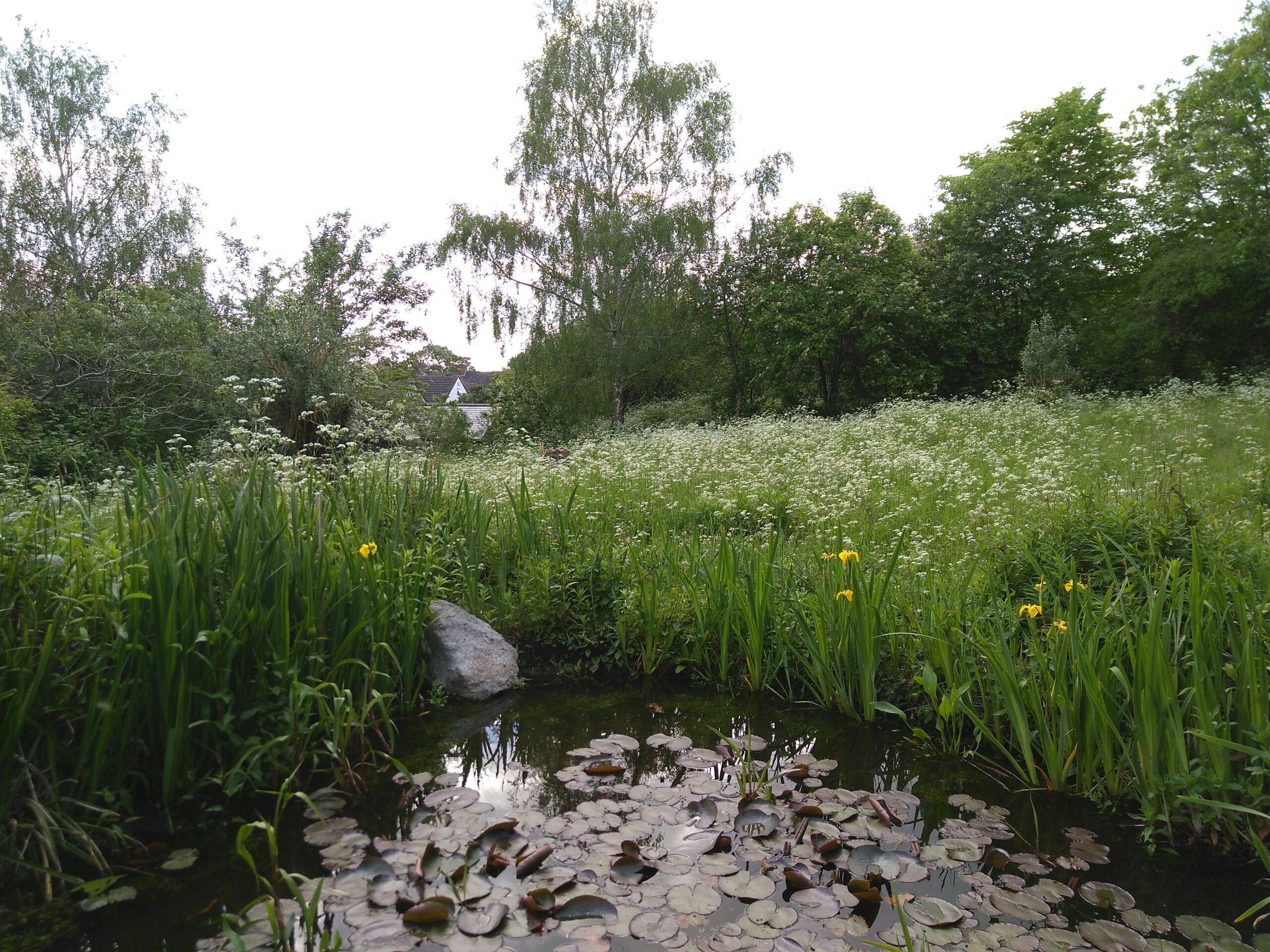A pond with lily pads surrounded by wild grassland. In the distance you can just make out the roof of a house.