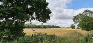 A golden field bordered by trees and wild verges.