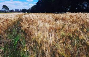 A whisp field barley field.