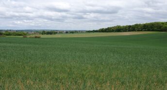A green field.