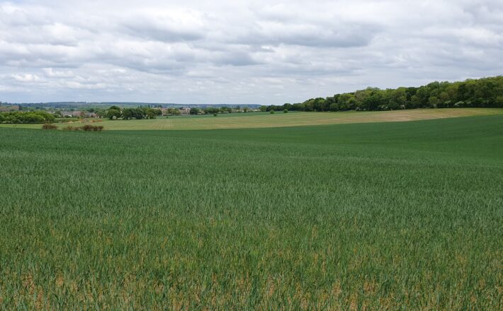 A green field.