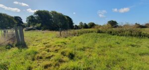 A bumpy looking but green field.