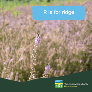 Purple heather with a caption that reads R is for ridge.