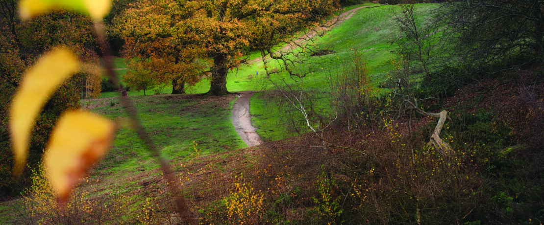 Autumn view across Ampthill Park