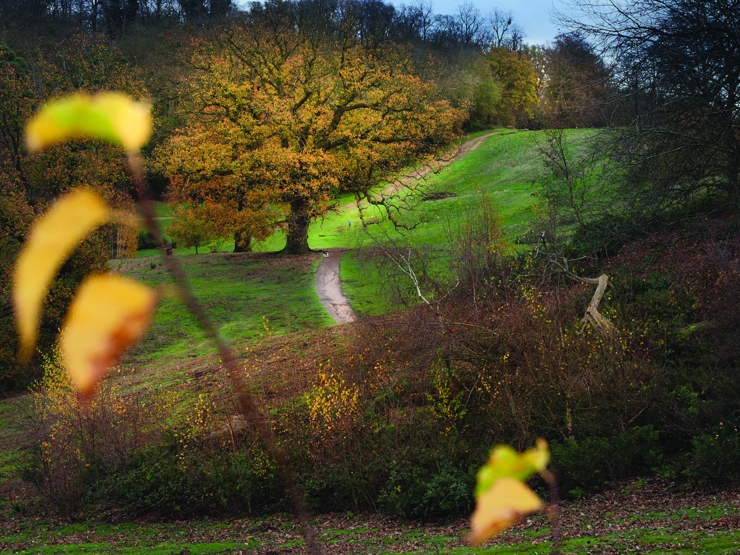 Autumn view across Ampthill Park