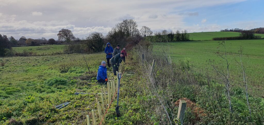 Volunteers planting a hedgerow on the edge of a field