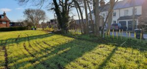 Field edge view of newly planted hedgerow