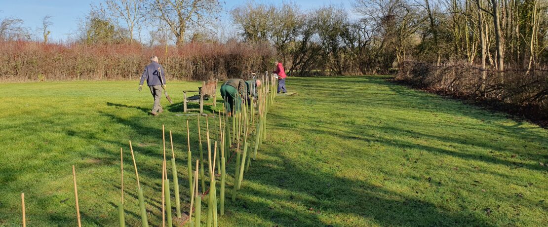 Volunteers planting a new row of hedgerow plants with guards