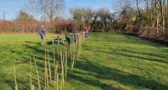 Volunteers planting a new row of hedgerow plants with guards