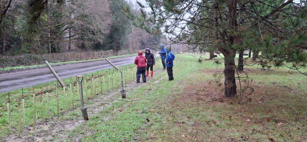 People standing next to a newly planted hedgerow, in the rain