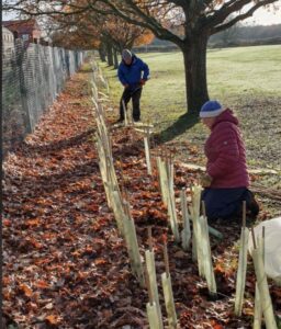 Replanting a young hedgerow