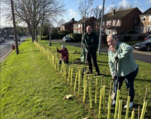 Three people planting a hedgerow